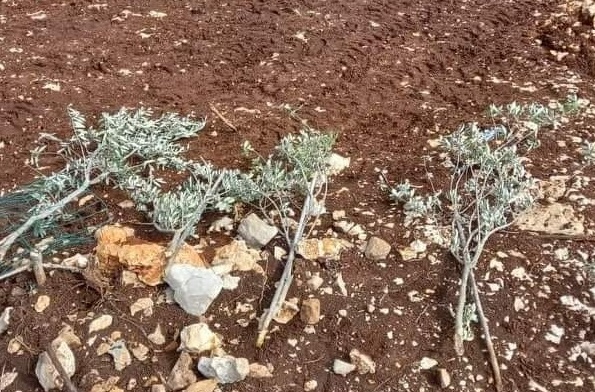 مستوطنون يقتلعون 150 شتلة زيتون وأشجارا مثمرة في الظاهرية جنوب الخليل