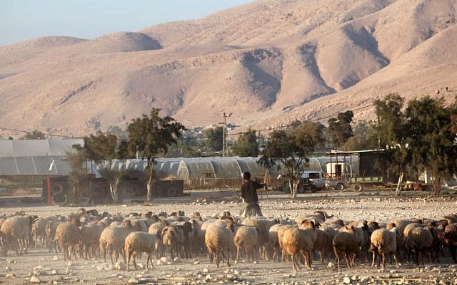 مستوطن يدهس قطيع من الأغنام غرب أريحا