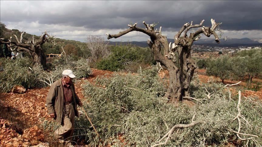 مستوطنون يحطمون أشجار زيتون ويُجرون تدريبات قرب منازل المواطنين بمسافر يطا