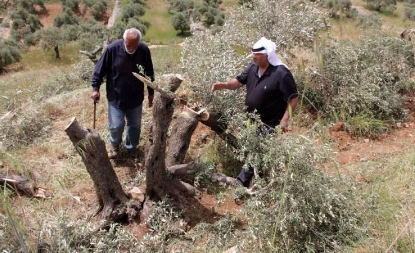 مستوطنون يقتلعون ويحطمون عشرات الأشجار في بيت أمر شمال الخليل