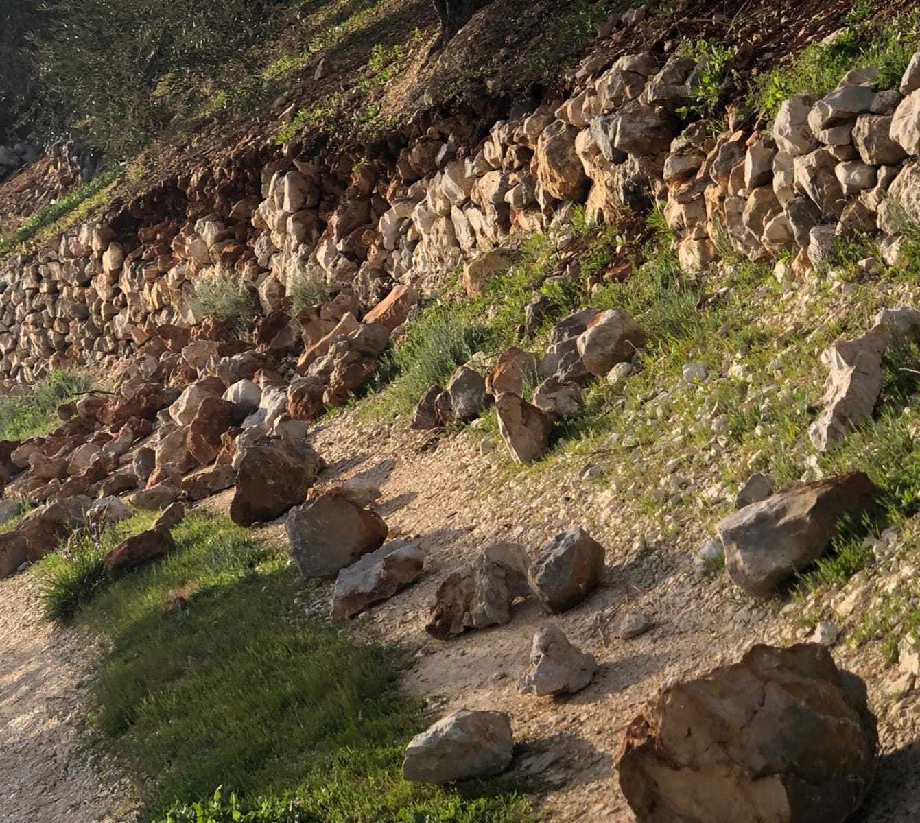 مستوطنون يكسرون 15 غرسة زيتون ويهدمون سلسلة حجرية في ياسوف