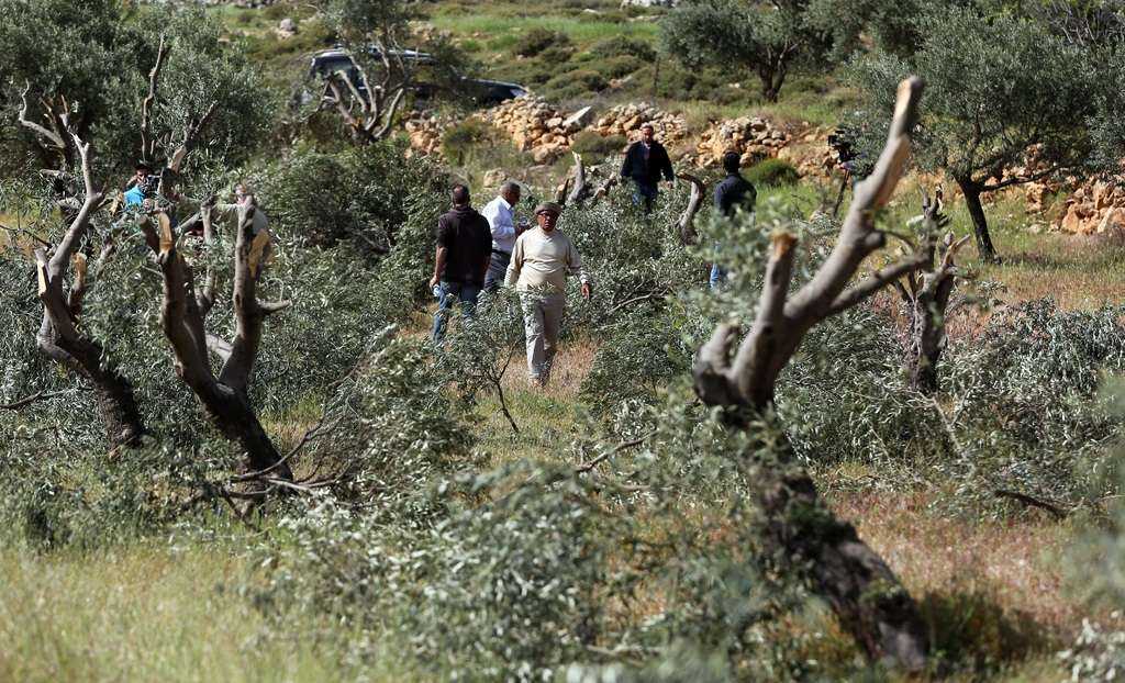 الاحتلال يجرف أرضا ويقتلع أشجار زيتون وكرمة في حوسان غرب بيت لحم