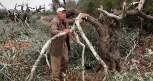 الخليل : مستوطنون يقتلعون أشجار زيتون ويهدمون غرفة زراعية بمسافر يطا