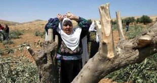 مستوطنون يقطعون أشجاراً في قرية كفر نعمة غرب رام الله