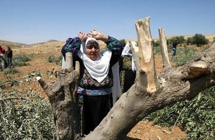 مستوطنون يقطعون أشجاراً في قرية كفر نعمة غرب رام الله