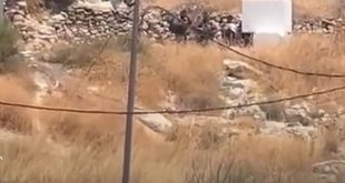 الاحتلال يحتجز 4 نساء في وادي الحصين شرق الخليل