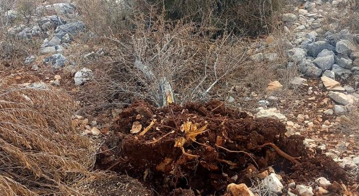 مستوطنون يقتلعون أشجار زيتون بكفر الديك غرب سلفيت