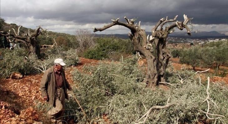 مقررون أمميون يدعون لوقف العنف ضد المزارعين الفلسطينيين