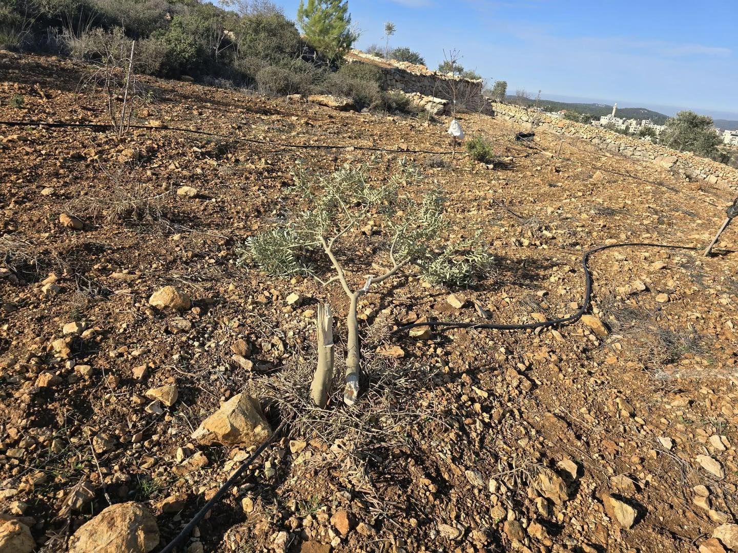 مستوطنون يقطعون أشجار زيتون في بتير غرب بيت لحم