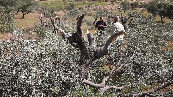 مستوطنون يقطعون 30 شجرة زيتون في قراوة بني حسان غرب سلفيت