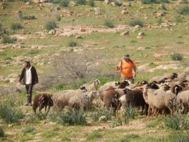 مستوطن يرعى أغنامه بأراضي المواطنين في المغير