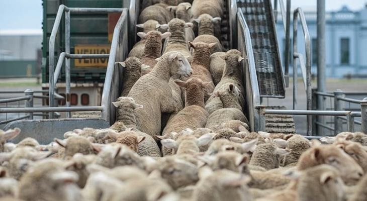 وزارة الاقتصاد الوطني وبالتعاون مع وزارة الزراعة تفتتحان تقديم طلبات استيراد سلع محددة