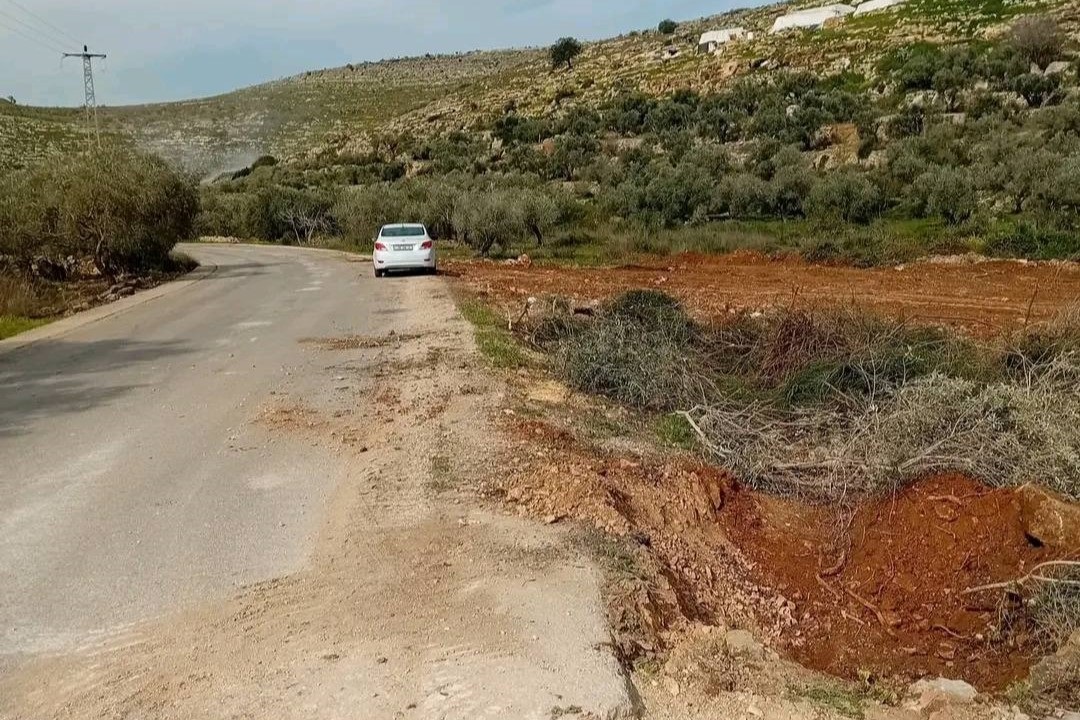 مستوطنون يواصلون تجريف أراضٍ واقتلاع أشجار الزيتون غرب سلفيت