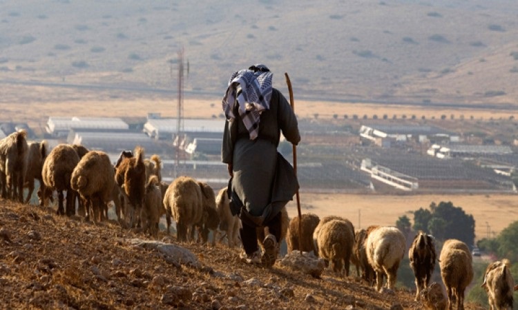 مستوطنون يطاردون رعاة أغنام بمسافر يطا جنوب الخليل